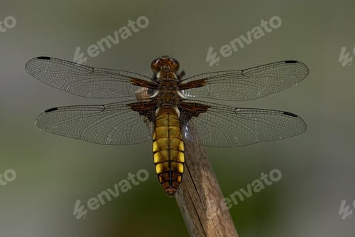 Preview: a dragonfly perched on top of a stick next to a tree