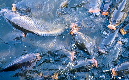 Preview: Fish palying on surface of water