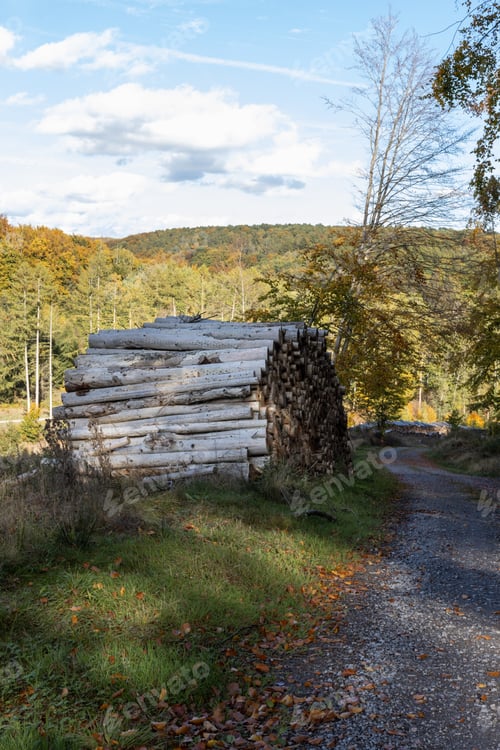 Preview: Log trunks pine, the logging timber forest wood industry.