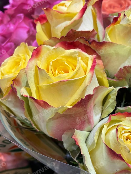 Preview: Roses
