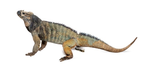 Preview: Side view of a Rhinoceros iguana defecating, Cyclura cornuta, isolated on white