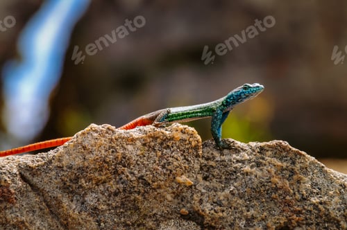 Preview: Colorful lizard in nature