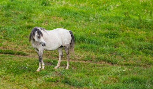 Preview: Beautiful horse - wonder of nature