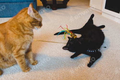 Preview: Silly Black Cat