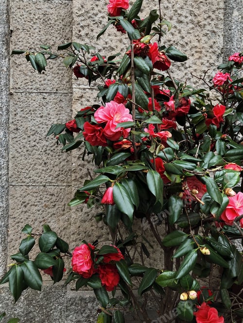Preview: Rose bush on the background of the stone wall of the building.