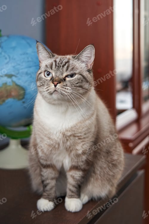 Preview: A poised grey cat, displaying wisdom, gazes intently next to a globe, embodying a sophisticated