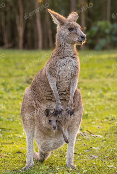 Preview: Mother kangaroo with her baby joey sticking her head out of the pouch