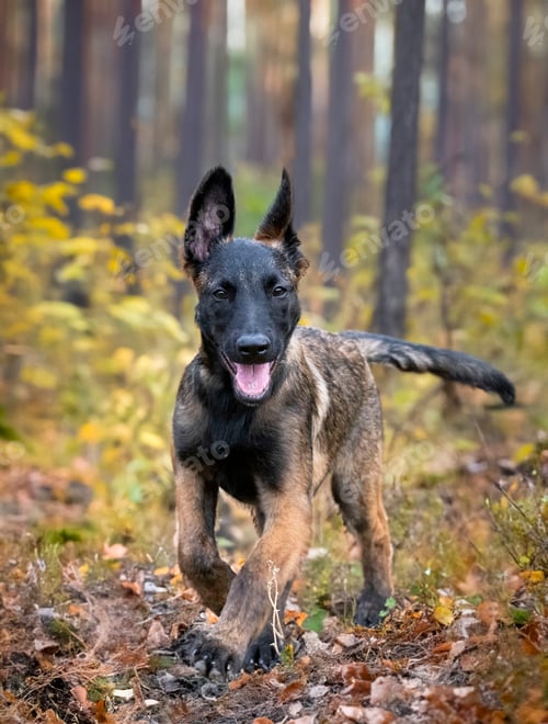Preview: puppy belgian shepherd in nature