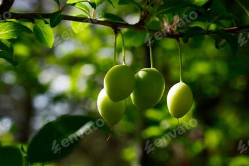 Preview: green plums on tree branch