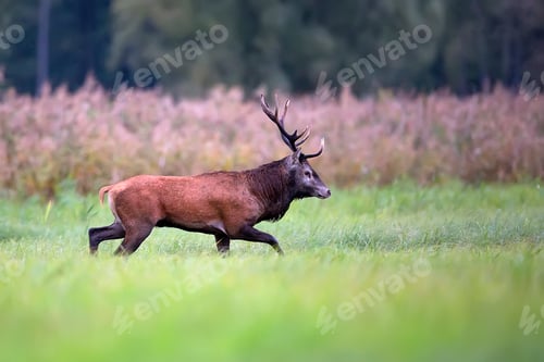 Preview: Red deer in a clearing