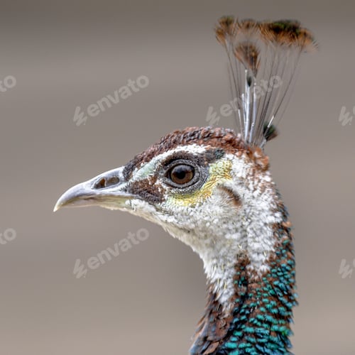 Preview: Female Peacock head shot