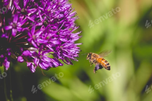 Preview: A pollinating bee in flight gathering pollen from an allium flower with copy space