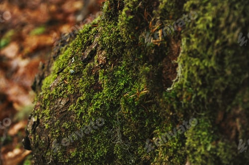 Preview: Beautiful landscapes of winter forest