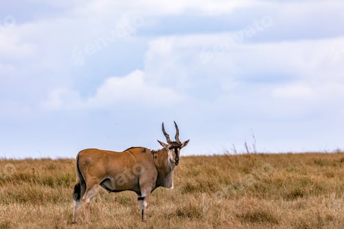 Preview: Common Eland Antelope African Wild Wildlife Animals Maasai Mara Kenya East Africa