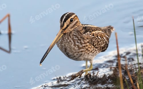 Preview: Jack Snipe standing in beach