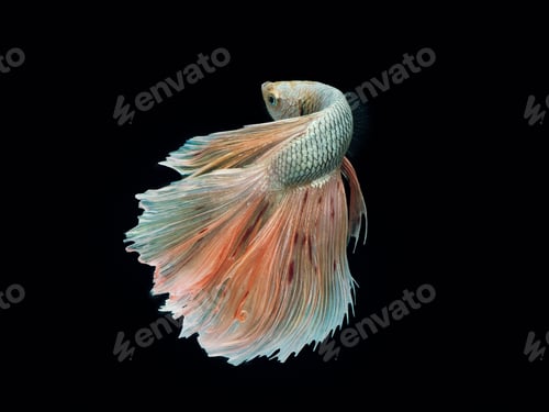 Preview: Betta fish, siamese fighting fish isolated on black