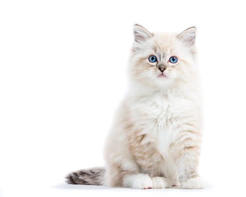 Preview: Ragdoll cat, small kitten portrait isolated on white background