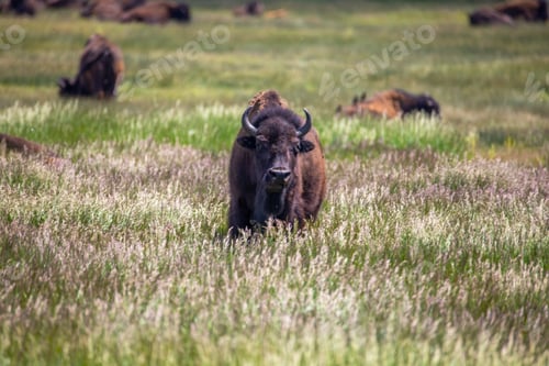 Preview: Herd of bison in the meadow