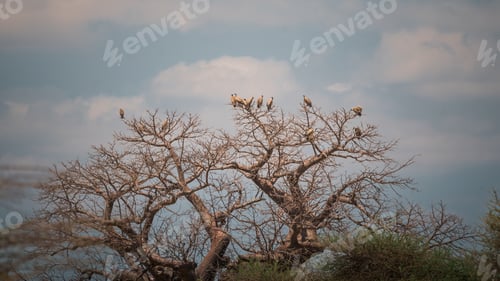 Preview: White backed vultures perching on baobab tree in tarangire national park
