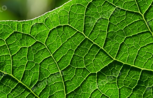 Preview: green leaf background