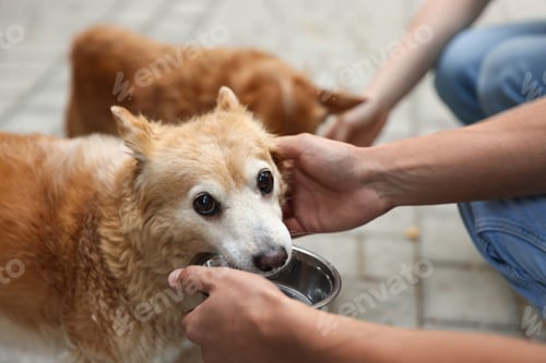 Preview: Volunteers feeding cute stray dogs outdoors, closeup