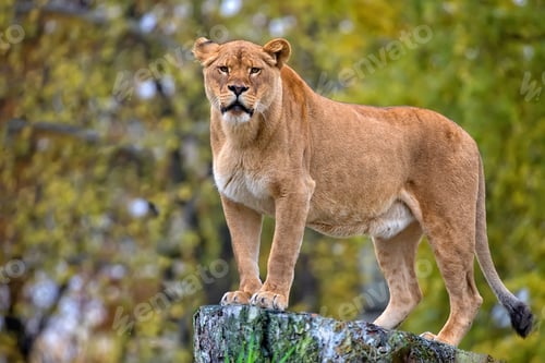 Preview: Lioness in a clearing