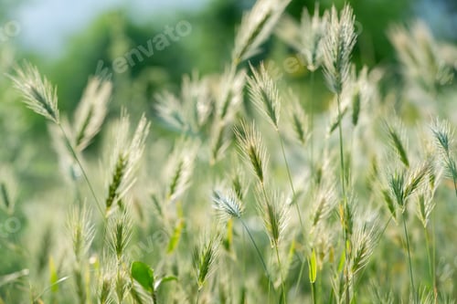Preview: Closeup of ears of wild cereal crops at daylight sway in wind. Sunlit decorative green grass.