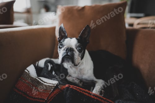 Preview: Cute Boston Terrier Dog
