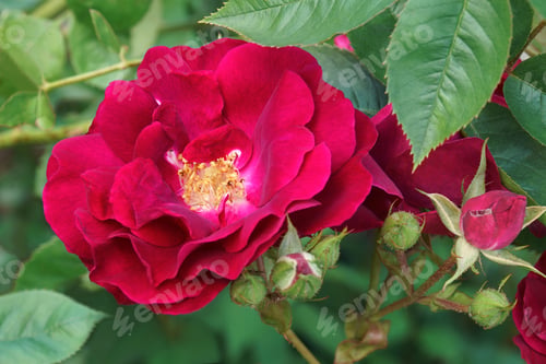 Preview: Close-Up Of Hybrid Rose Flower (Rosa)