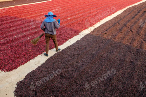 Preview: Coffee beans drying in the sun. Coffee plantations at coffee farm