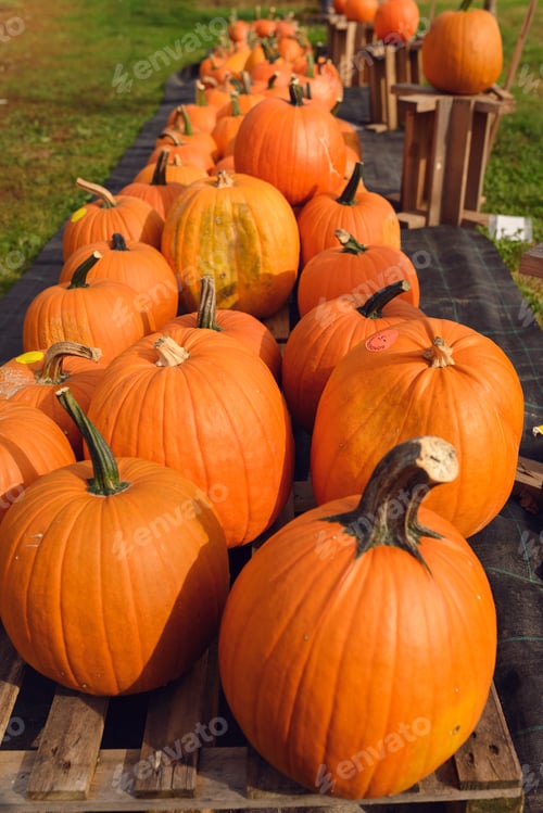 Preview: Big orange pumpkins at a pumpkin patch farm during Fall season.
