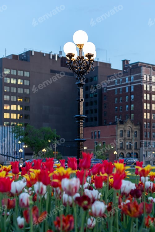 Preview: Tulips in street of downtown Ottawa, Canada. Cityscape in spring during evening.