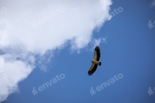 Preview: Eagle flying under the blue sky