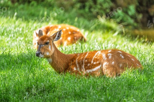 Preview: Graceful Antelope Resting Peacefully in Lush Green Meadow A Serene Wildlife Scene