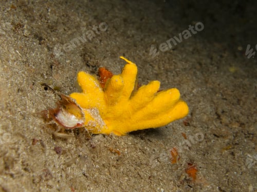 Preview: Yellow fingerlike sea sponge