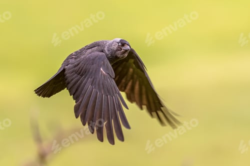 Preview: Western Jackdaw flying on bright background
