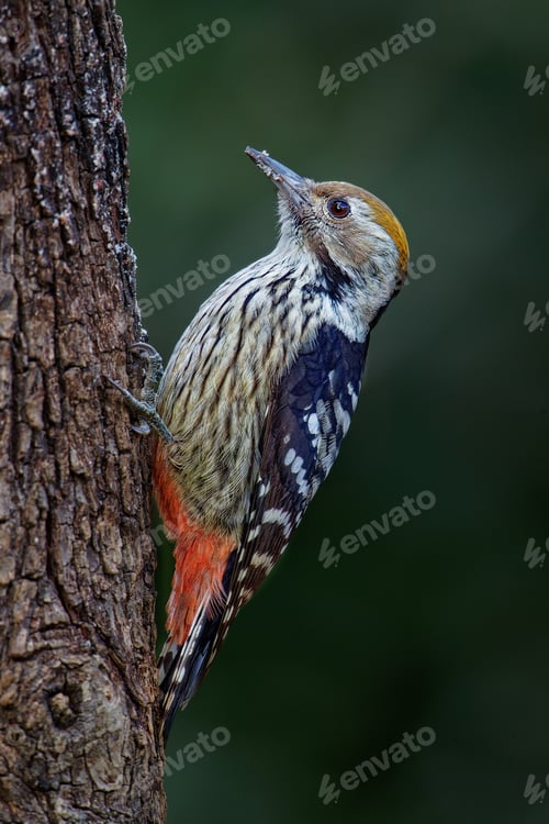 Preview: Wood pecker