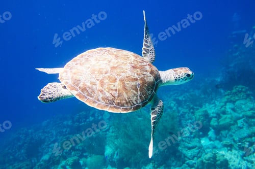 Preview: A Sea turtle swims underwater