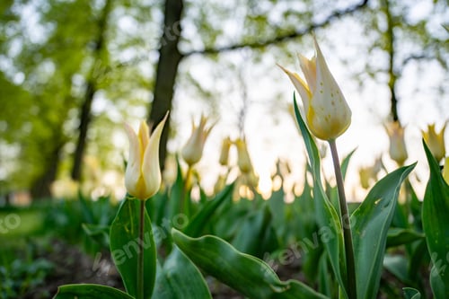 Preview: Yellow tulips blooming in a sunlit garden.