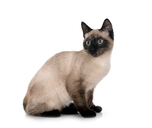 Preview: siamese cat in studio