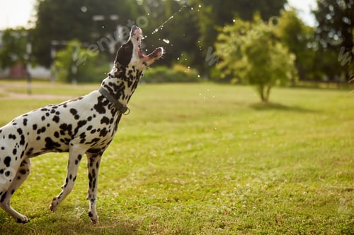 Preview: Dalmatian dog drinks water from a metal bowl, animal care