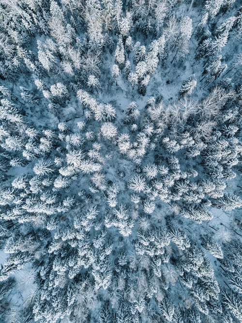 Preview: Aerial view of winter forest landscape with snow covered trees in Finland
