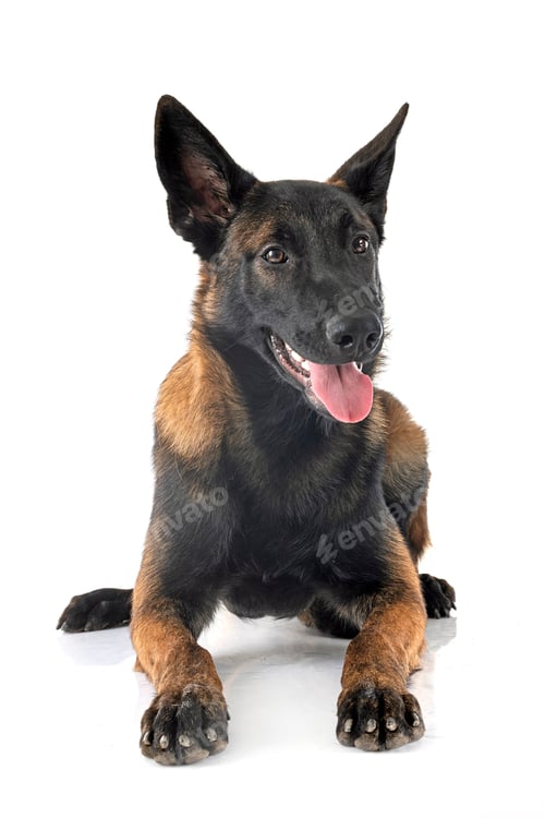 Preview: puppy malinois in studio