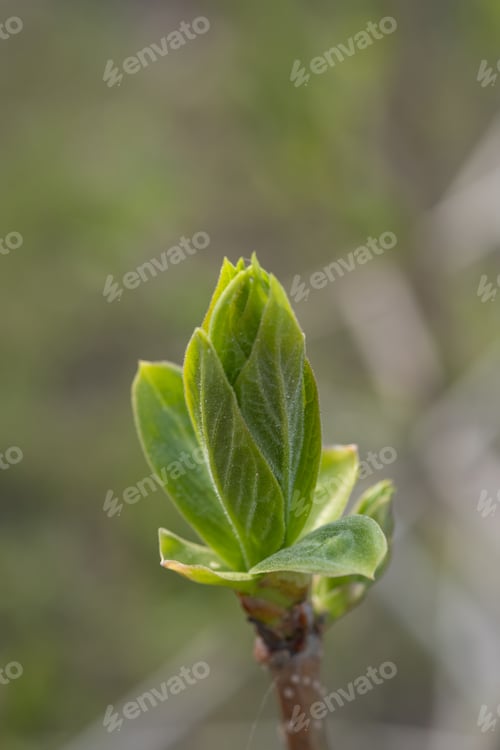 Preview: A branch with young leaves in natural conditions in spring.