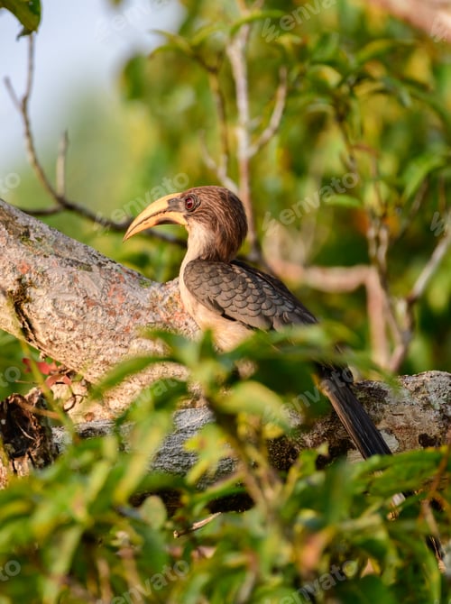 Preview: Sri Lanka grey hornbill perch and basking in the warm the of the morning sun.