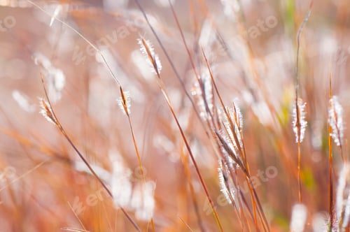 Preview: Wild flower in meadow, grass flower Nature background.