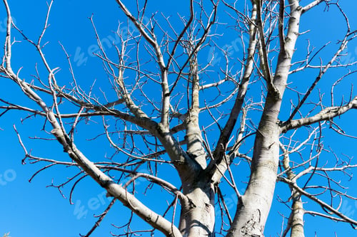 Preview: Branches of autumn tree against blue clear sky,POV low angle of big forest Spring sky