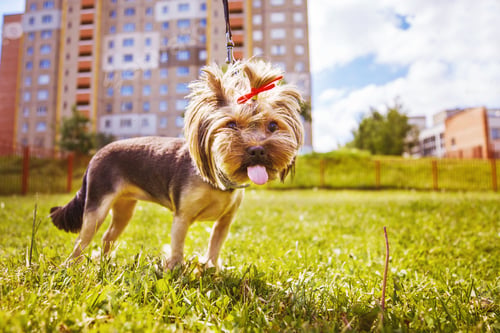 Preview: little dog walks in the park. a portrait of a Yorkshire terrier