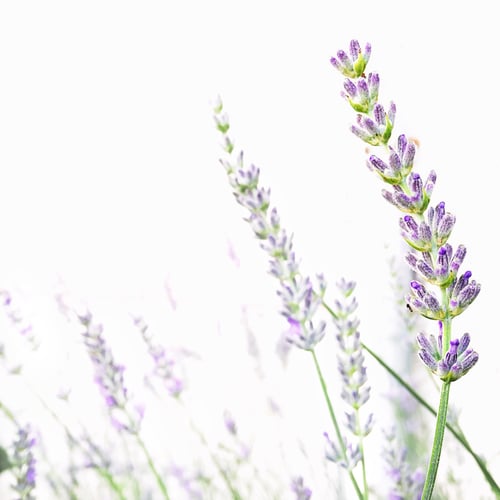 Preview: Lavender flowers in a bright, peaceful nature setting