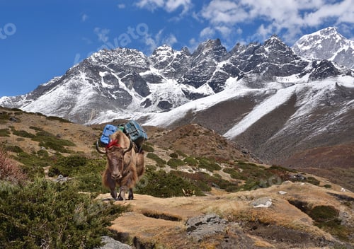 Preview: Yak Carries Supplies in Mountainous Terrain